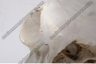 animal skull 0089
